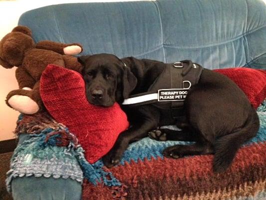 Manny is a licensed therapy dog.