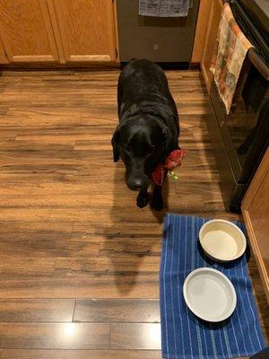 Luna my 3 year old black lab!