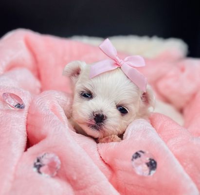 Maltese Puppy