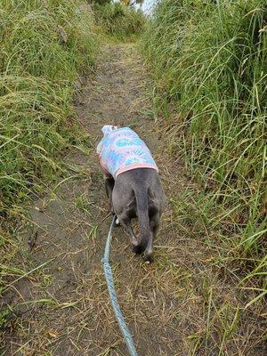 Walking to the beach