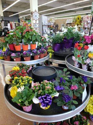 Easter plant display