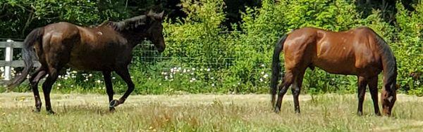 Horses enjoying a day in the pasture.