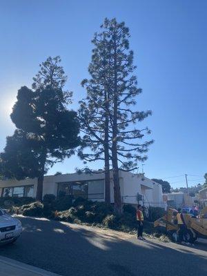 Yearly maintenance on these beautiful pine trees