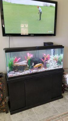 65 Gallon Freshwater Aquarium Monthly Maintenance.