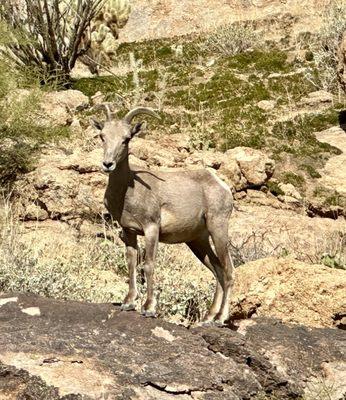 Juvenile Big Horn Sheep watching me paddle on Cayon Lake Dec. '23