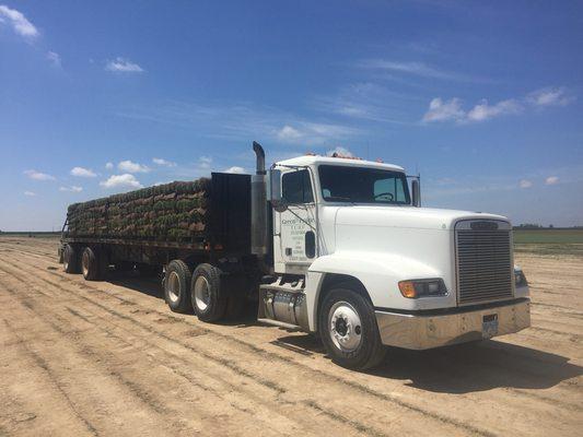 Semi load of sod