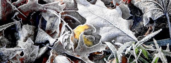 Frosty leaves on an early November morning in Northern Illinois