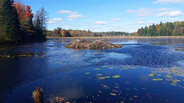 Careful when walking along the beaver dam. I recommend taking the long way around to the west.