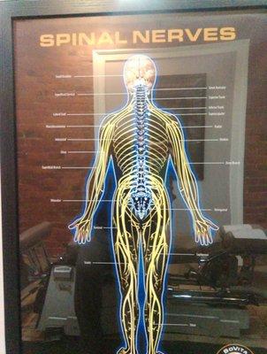 Spinal nerve chart for dummies!