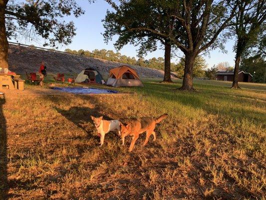 Dogs and tents