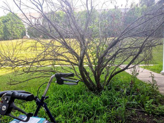 Dead tree in front of our apartment. Have tried contacting Hampton Properties manager/staff. No response. Maybe this will prompt a response.