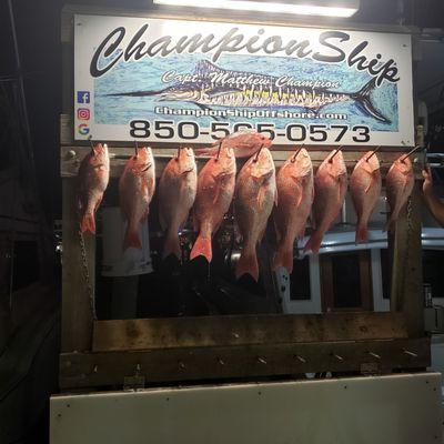 Champion Boat Charter Red Snapper limit!