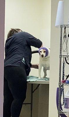 Kirby blow drying Spike. Spike hates this part the most so she got a headband for her sensitive ears.