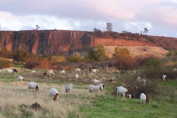 Table Mountain with goats grazing in foreground