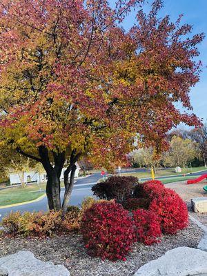 Pretty fall foliage