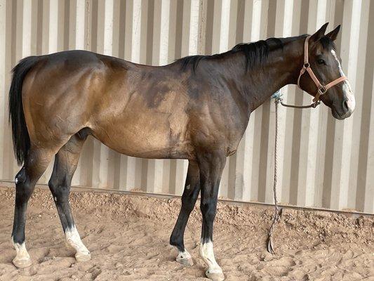 Haskell Riding Academy  @ Lytle Stables