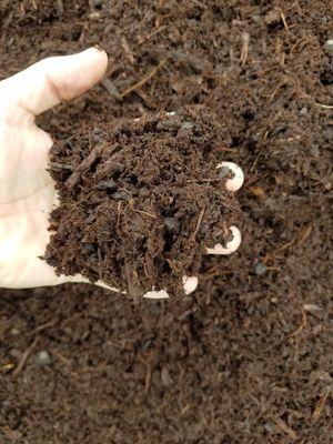 Close up view of the bark.