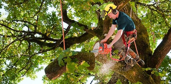 Tree Removal Services