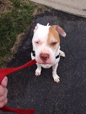 Kipp on his afternoon walking with Rickys Pampered Pets