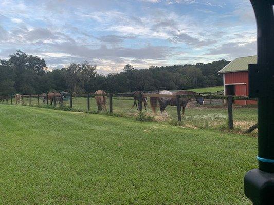 Our horses LOVE it!