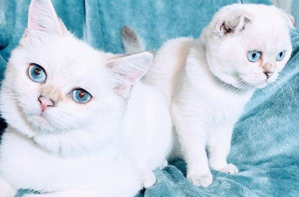 Scottish Fold Kittens