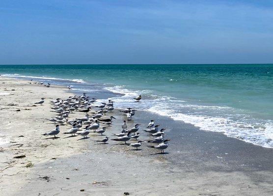 So many birds on Egmont Key!