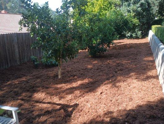 Gorilla hair mulch