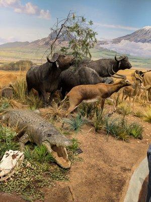 Cape buffalo, crocodiles and alligators