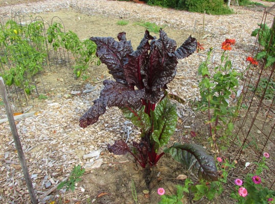 Big chunk of chard