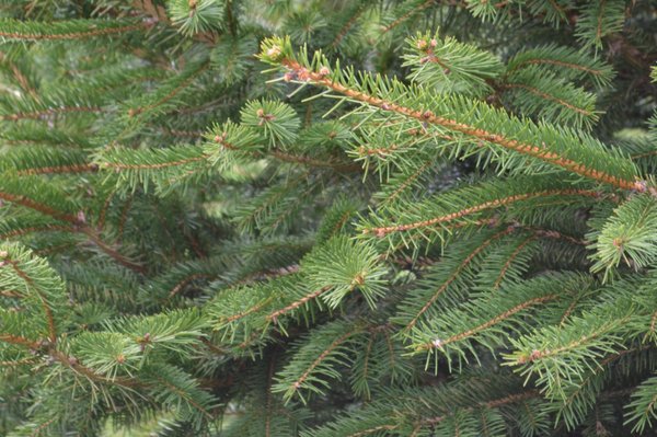 Pines On Paddock Tree Nursery & Transplant Service