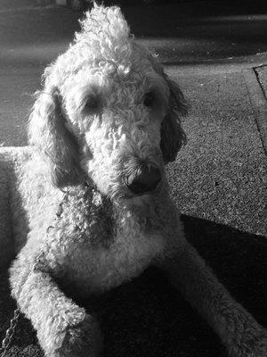 Meet my son Bearit, he's a 6 year old golden-doodle with Addison's disease. what kind of dog do u have?