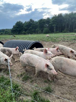 Pastured pork at Old Crow Ranch