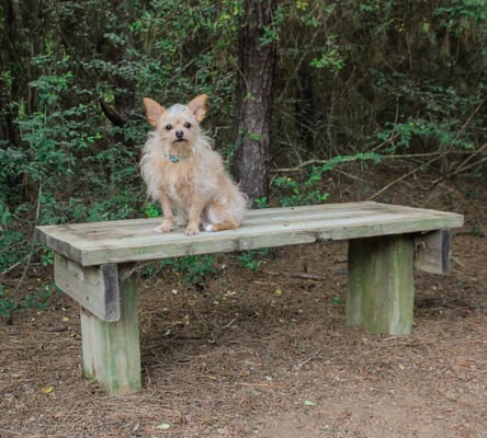 April White's (pet nanny) dog Elmo.