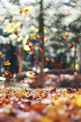 Fall is finally here! There's no better time to clean up your yard.