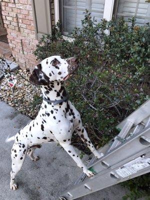 Safety first. Pongo is holding the ladder.