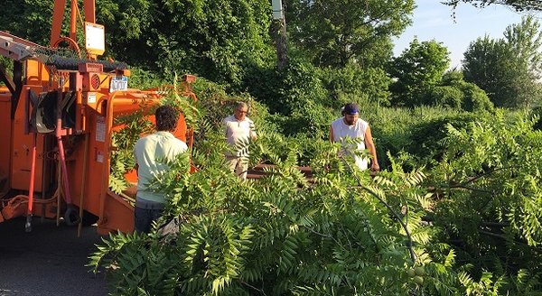 Landscape cleanup like tree removal, tree cutting, and stump grinding, shrubs, hedges & bushes