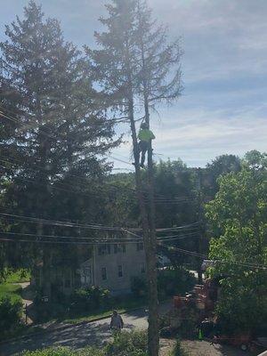 Eclipse tree service