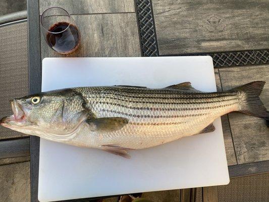 30 inch striped bass.