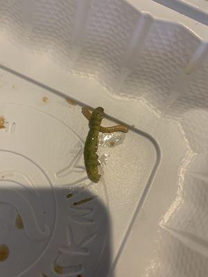 Dead caterpillar found in plate of hibachi chicken with noodles