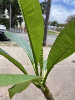 Plumeria plant I purchased