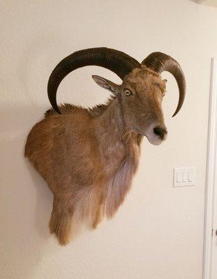 Harwell Taxidermy