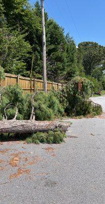 Broken pine tree