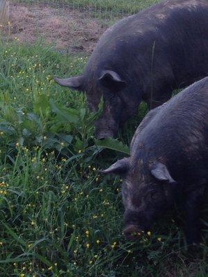 Dawnbreaker Farms GMO-Free pigs grazing lush pastures