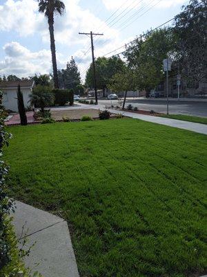 First cut on newly seeded lawn