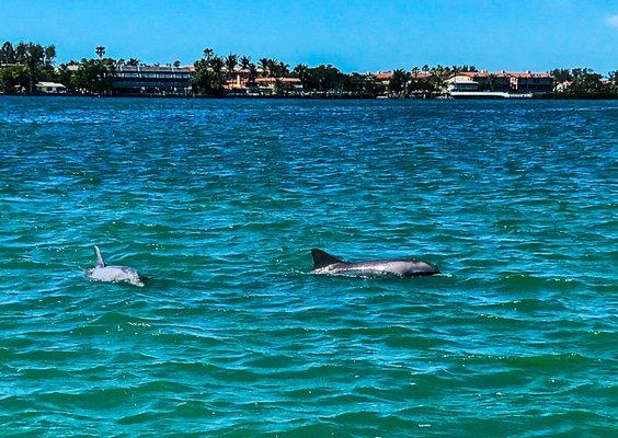 Dolphins!