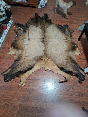 Bull Elk Hide