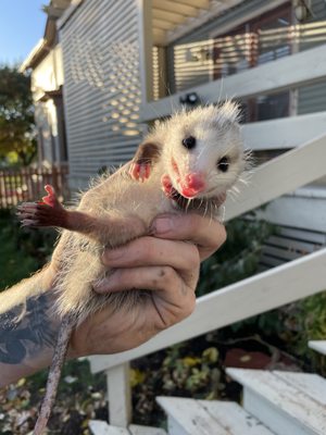 A baby opossum being held in the sunlight and smiling at the camera.