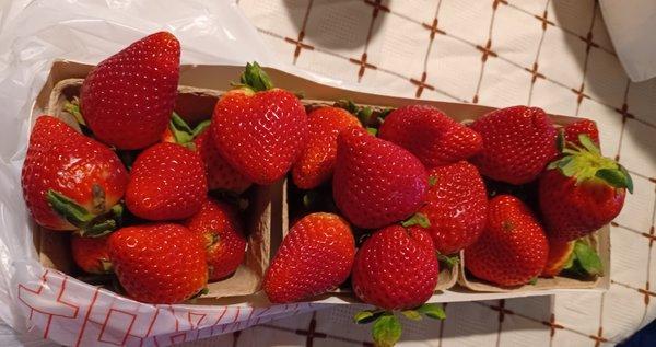 Huge sweet strawberries