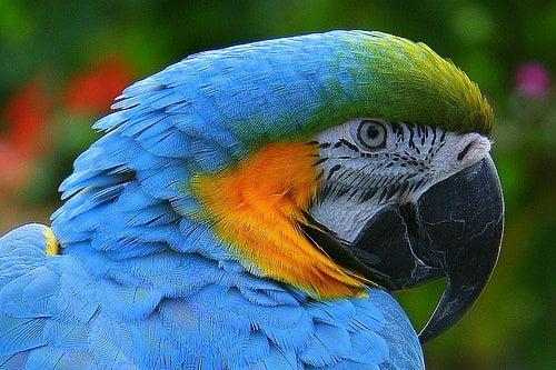 Many rescued tropical birds love to talk back to visitors in the petting zoo!