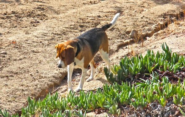 Mali the winery dog